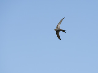 アマツバメ飛翔(Pacific swift)