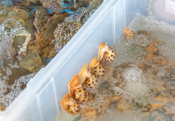 Spotted babylon in plastic container.