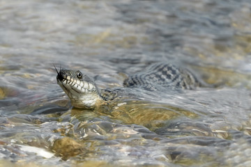 Water snake at the seashore