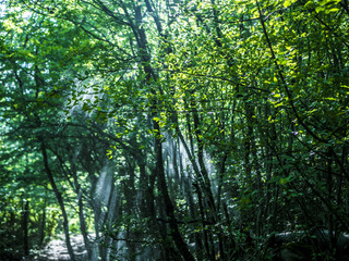 Fototapeta na wymiar summer sunny day in the forest, rain drops on a sunrays