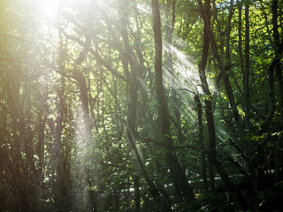 Obraz premium shadows in the summer forest and rain pour between the trees on a sunrays during sunny day