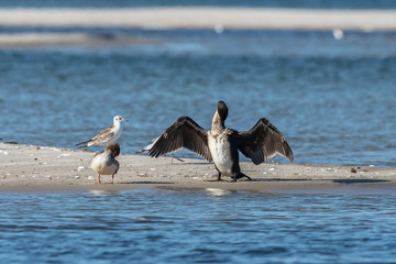 Fototapeta premium kormoran