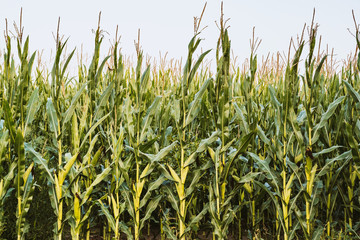 Green corn plant in a corn field