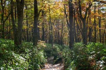 Obraz premium 奥日光の紅葉