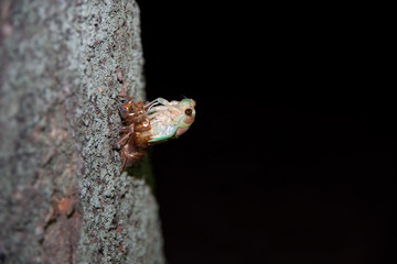 蝉　羽化　脱皮　幼虫