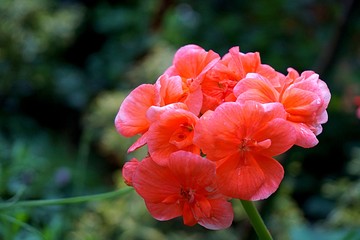geranium flower beautiful macro closeup background