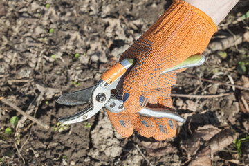 Hand holding the pruning shears