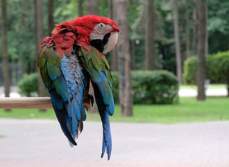 parrot red macaw