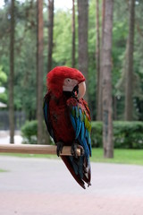 parrot red macaw