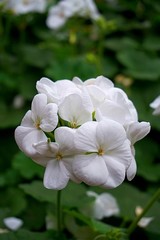 geranium flower beautiful macro closeup background