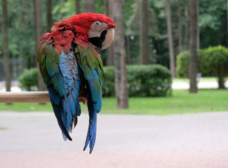parrot red macaw