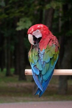 parrot red macaw