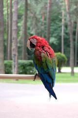 parrot red macaw