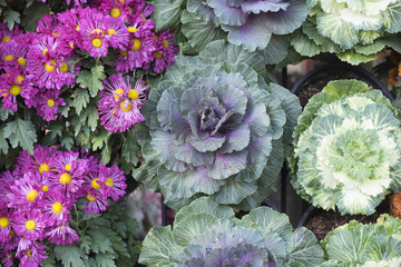 Cabbage and flowers