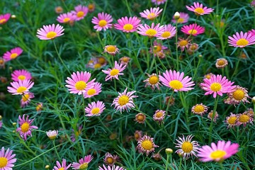 daisy closeup macro flower nature background