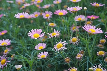 daisy closeup macro flower nature background