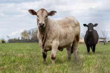 Two crossbred heifers looking at camera