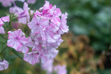 Flowers in the Garden