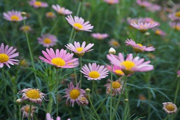 daisy closeup macro flower nature background