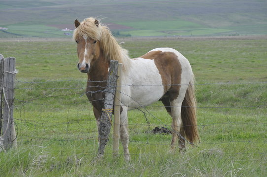 Island Pony vor Wiese