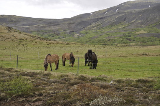 Island Ponys vor Bergen