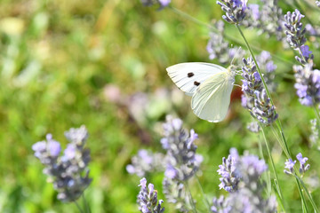 La bianca farfalla sul fiore di lavanda