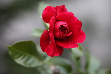 Red rose
