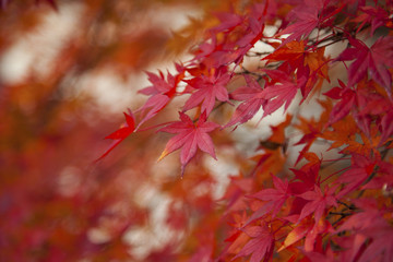 Closeup of red japanese maple leaves on the graden..