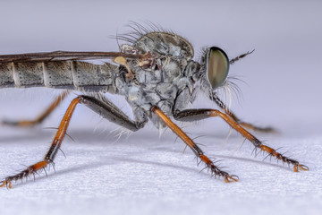 Raubfliege auf weisser Unterlage makro stack