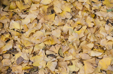 ginkgo dried leaf background