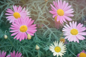 daisy closeup macro flower nature background