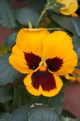 yellow pansey close up macro flower baackground