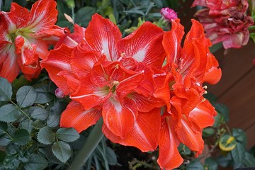beautiful lilies flower background macro closeup nature