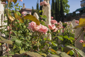 Mezarlıktaki çiçekler