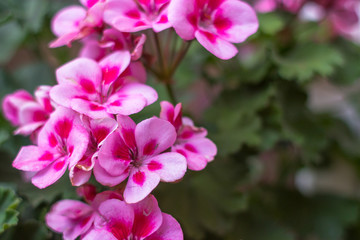 Fototapeta na wymiar Delicate pink decorative flowers