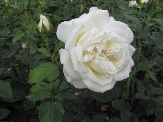 White rose on a bush close-up