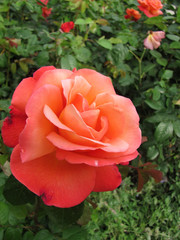 Red rose on a bush close-up