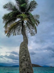 Karibik, Palme auf British Virgin Islands