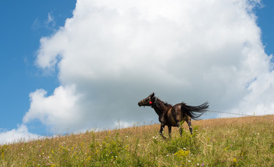 Horse on a leash in the green meadow