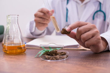 Scientist chemist working in lab to cannabis research