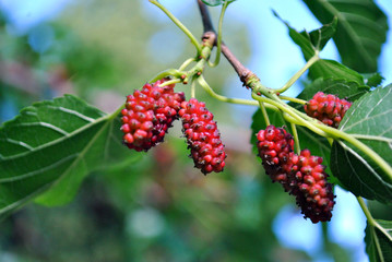 Black mulberry or blackberry red unripe berries on twig, blurry soft background
