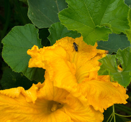 Pumpkin yellow flower with bee