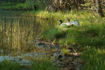 sweet duck family