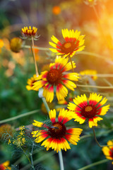Beautiful bright  flower helenium on  blooming green meadow