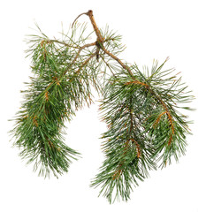 Green branch of pine with needles on isolated background