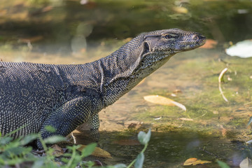 Waran auf der Lauer vor Teich in Malaysia