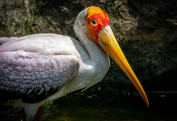 A yellow-billed stork (Mycteria ibis)