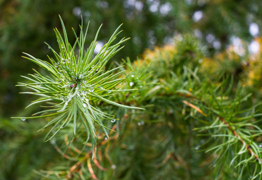 Pine needles with raindrops