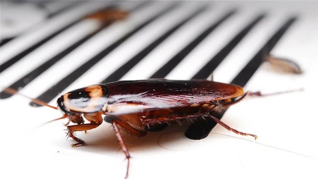 cockroach struggling on a catcher close up