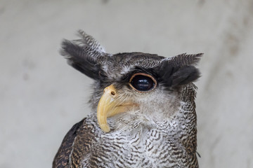 Eule mit riesigen Augen beobachtet